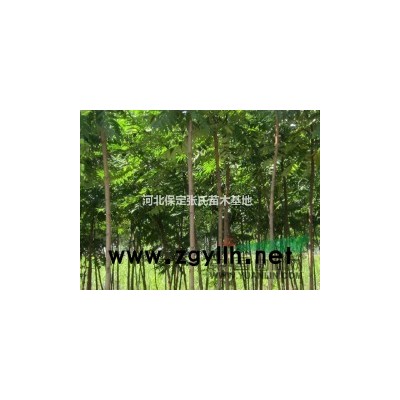 金枝槐--河北金枝國槐價格