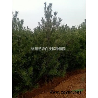 洛陽貨源2米到5.5米白皮松