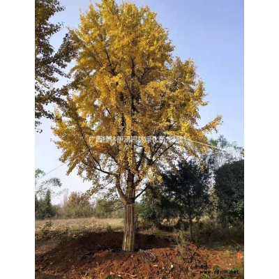 廣西國槐哪里好/哪家便宜