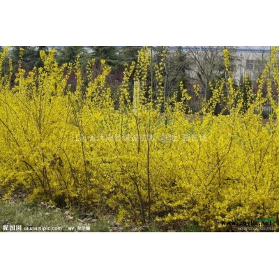 江蘇黑松小苗價(jià)格白皮松小苗