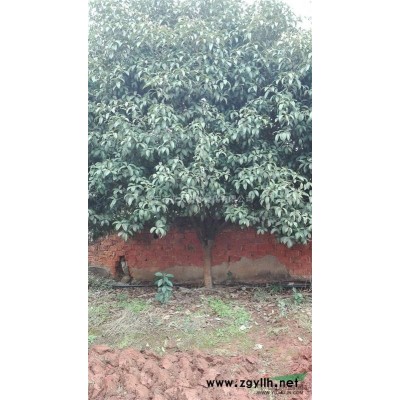 2萬棵8-13公分欒樹低價(jià)處理