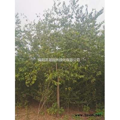 供應(yīng)30公分全冠移栽國(guó)槐