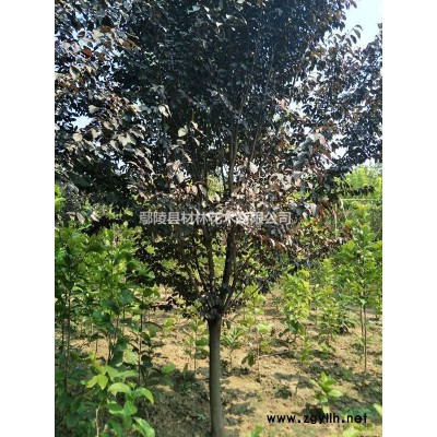 國槐/河南國槐花木基地/河南鄢陵國槐批發/河南國槐價格網