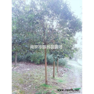 南京地區供應4米白皮松