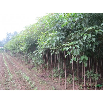 國槐小苗產(chǎn)地、國槐小苗價格、2公分國槐小苗、海棠產(chǎn)地