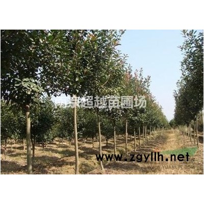 國槐|國槐價格|南京國槐價格