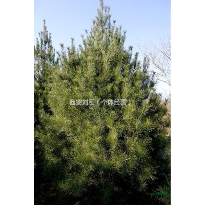 陜西藍(lán)田供應(yīng)白皮松