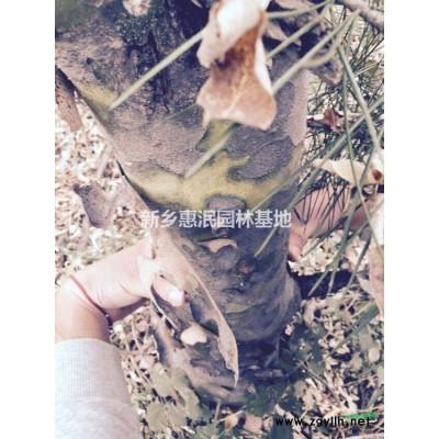 河南省白皮松園林