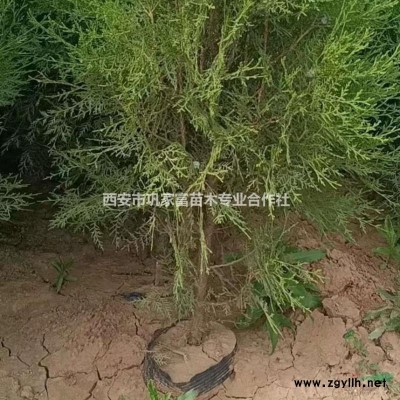 白皮松，1米起步