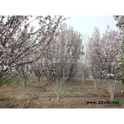 供應天津薊縣優(yōu)質苗木白皮松