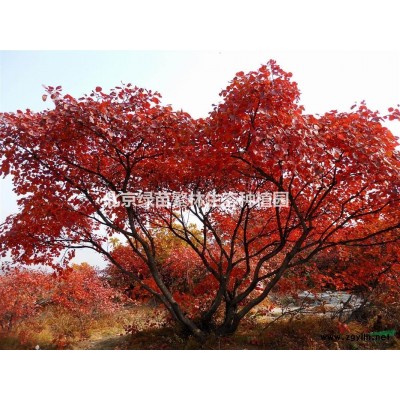 基地長期供應各種規格-龍爪槐國槐白蠟