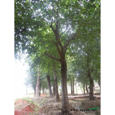 黃山欒樹、香樟、香泡