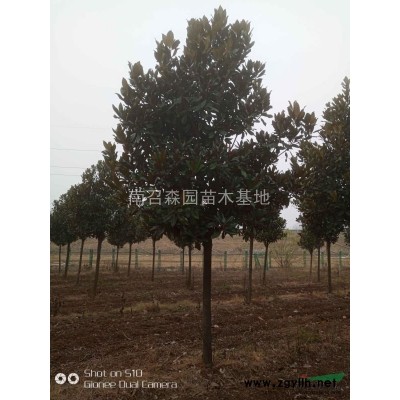 北欒，北京欒樹，欒樹量大