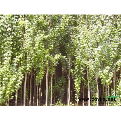 銷售國槐、云杉