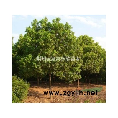 供應香樟、烏桕、櫸樹、欒樹、樸樹、山茶、廣玉蘭