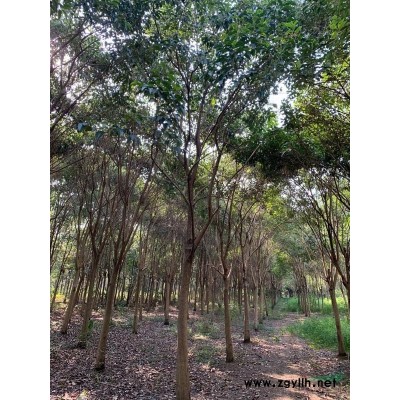 湖北地區出售骨架欒樹12～16公分