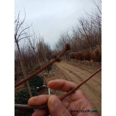 江蘇地區大量出售紫葉李，欒樹，冬青球，紅葉石楠小苗