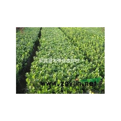 蘋果、國槐、山楂等小苗