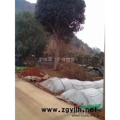 丹桂、八月桂、月月桂、大葉樟、移植香樟、廣玉蘭、欒樹、羅漢松