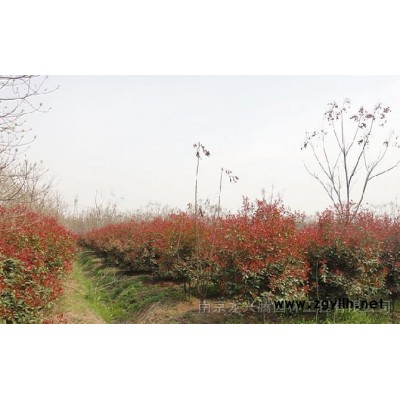 烏桕，銀杏，欒樹，大葉女貞，臺灣含笑等