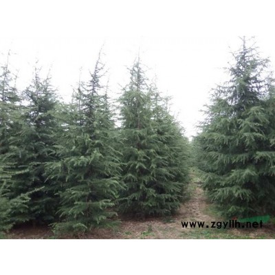 低價供應1—2米雪松苗