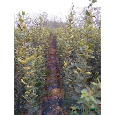 供應1到5米的雪松