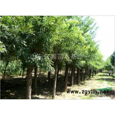 常年供應綠化苗木 國槐