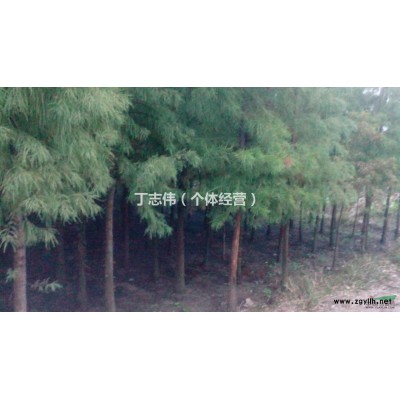 供應大量湖南欒樹品種 質量優質