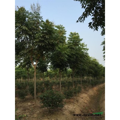 雪松(大蓬徑精品苗)