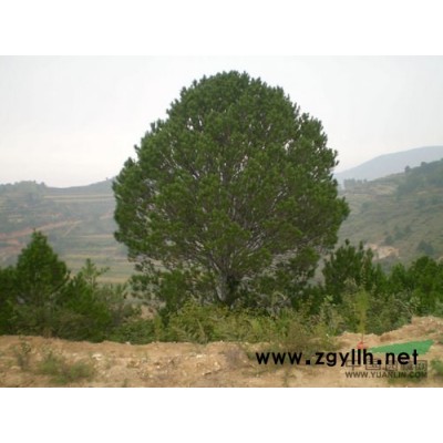 各規(guī)格國(guó)槐