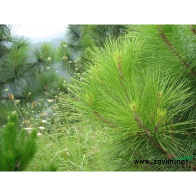 大量油松、國槐、元寶（紅葉）、各種規(guī)格出售中