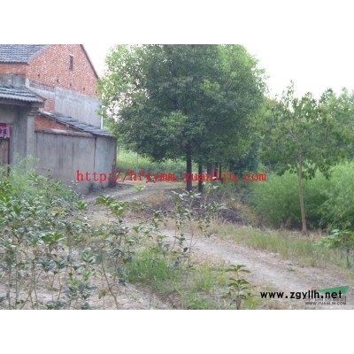 香樟樹(shù)、冬青、紅葉李、欒樹(shù)、榔榆、樸樹(shù)、杜英、桂花、國(guó)槐、合