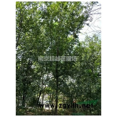 雪松/湯泉雪松價格/3.5米雪松價直接降到底