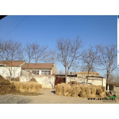 唐山地區(qū)供應(yīng)10-20公分國(guó)槐