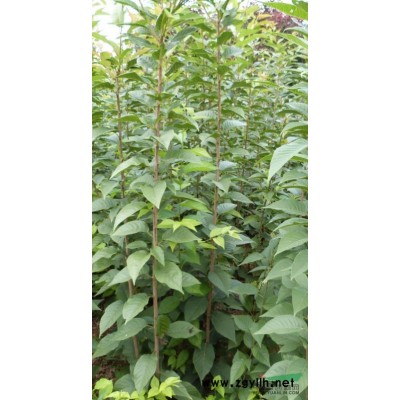 白皮松 小苗和大樹