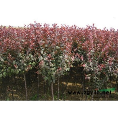 白皮松，5年生白皮松，10年生白皮松