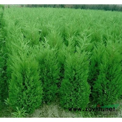 陜西地區(qū)大量種植白皮松樹 白皮松苗