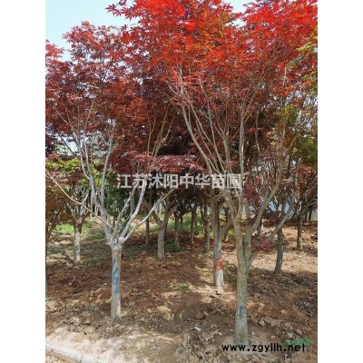 基地有，2--4米高雪松價格，雪松圖片，產地沭陽