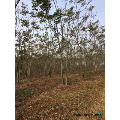 大量供應(yīng)7到10公分欒樹！裸根，全冠都行