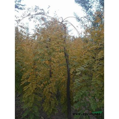 黃金垂槐，國槐