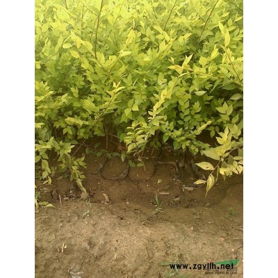 國槐1供應/國槐1圖片