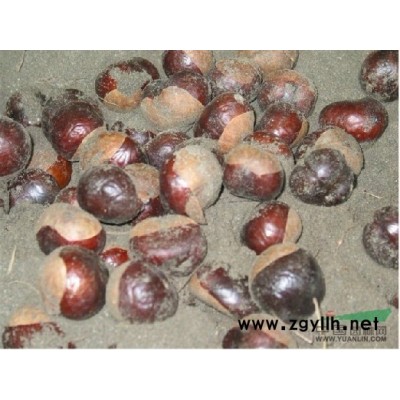 供應/五角楓種子，玉蘭種子，國槐種子，欒樹種子，紅豆杉種子