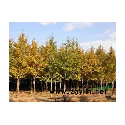 河南信陽供應黃山欒樹3-5公分十萬棵