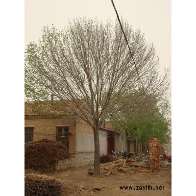 供應15-20公分國槐共3000棵