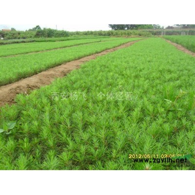 大量供應兩年營養袋白皮松小苗 價格便宜