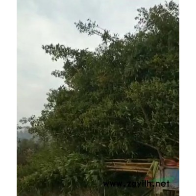 欒樹，15、18、20、25、30、