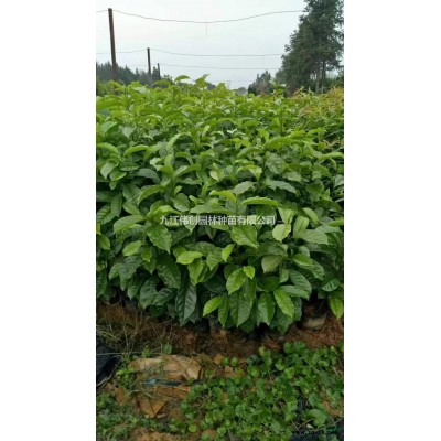 *印度雪松種子九江種子行情報價