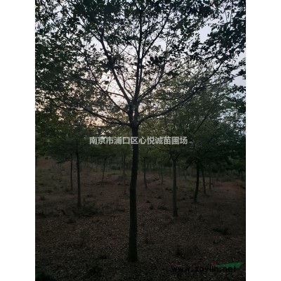 2020年雪松銷售現狀//3米 4米雪松真實價格