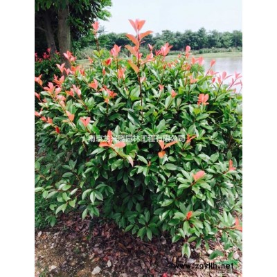 雪松、廣玉蘭、香樟