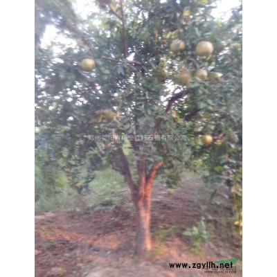 5至15公分的石榴樹，8至30公分的國槐